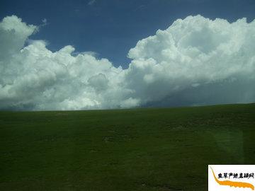 �����������x�Ĳݮa(ch��n)�^(q��),���x�Ĳݮa(ch��n)��